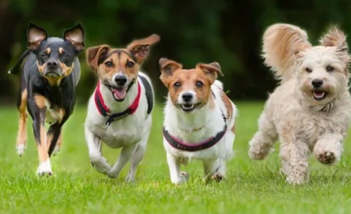 Reasons for Dog’s Head Feeling Hot