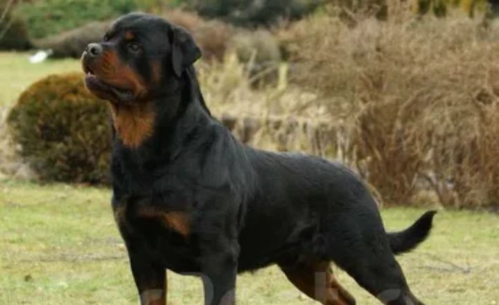 Rottweiler