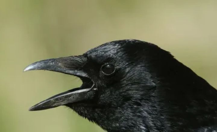 Single Crow Cawing at You Spiritual Meaning