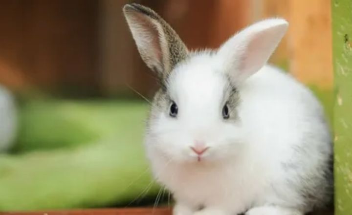 Spiritual Meanings of Dead Rabbit