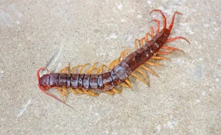 Spiritual Meanings of Seeing a Centipede