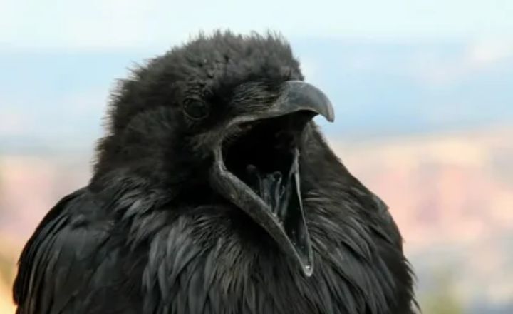 Spiritual Meanings of a Crow Cawing at You