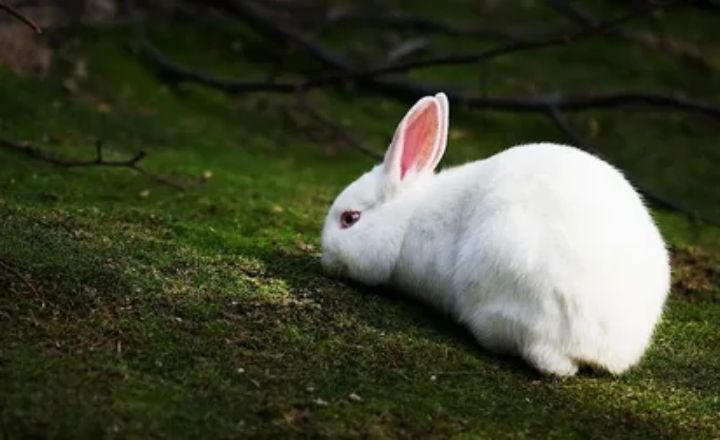 The Dead Rabbit Symbolism in Different Cultures