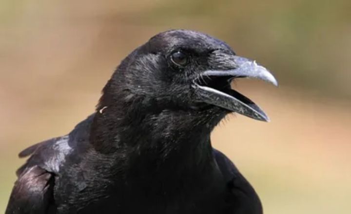 The Hidden Spiritual Meanings Behind Crow Cawing at You