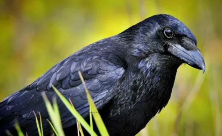 Three Crows Cawing at You