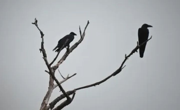 Two Crows Cawing at You