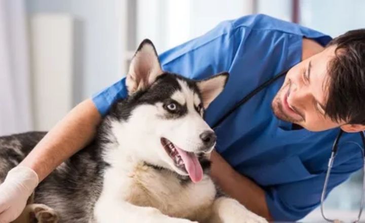 When to Consult the Veterinarian