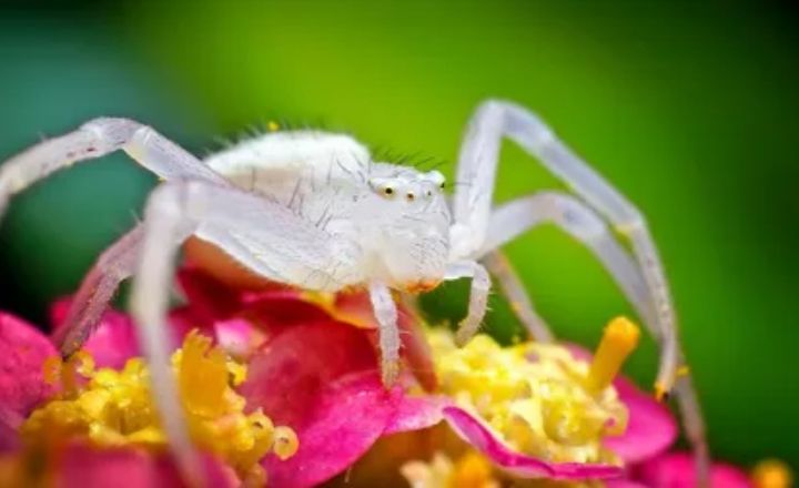 White Spider Power Animal