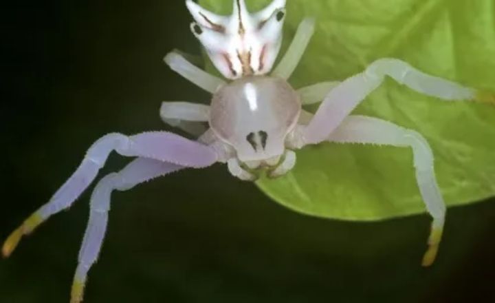 White Spider Symbolism