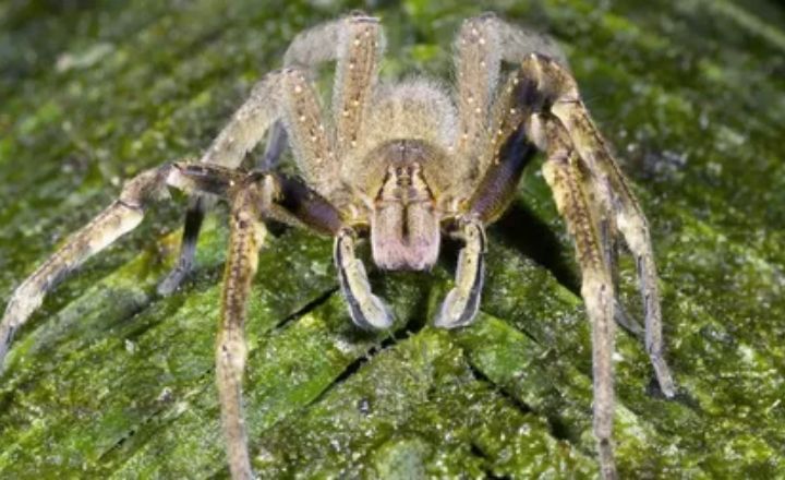 White Spider as Messengers