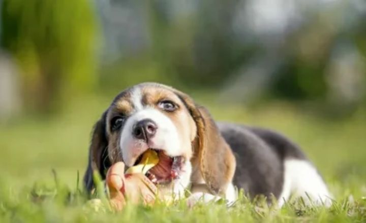 Why Do Dogs Eat Their Puppies?