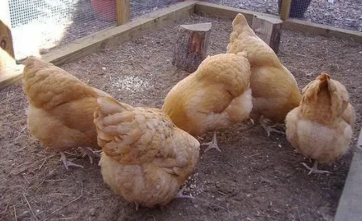 buff orpington chicken breed- A Useful Guide