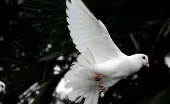 13 Spiritual Meanings Of Seeing a White Pigeon