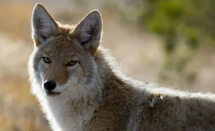 13 Spiritual Meanings of Seeing A Coyote
