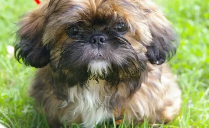 About the Shih Tzu Dog