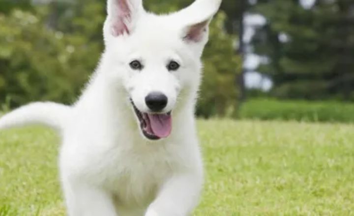 Albino German Shepherd