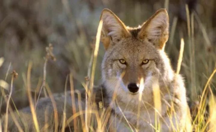 Black Coyote