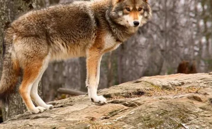 Brown Coyote