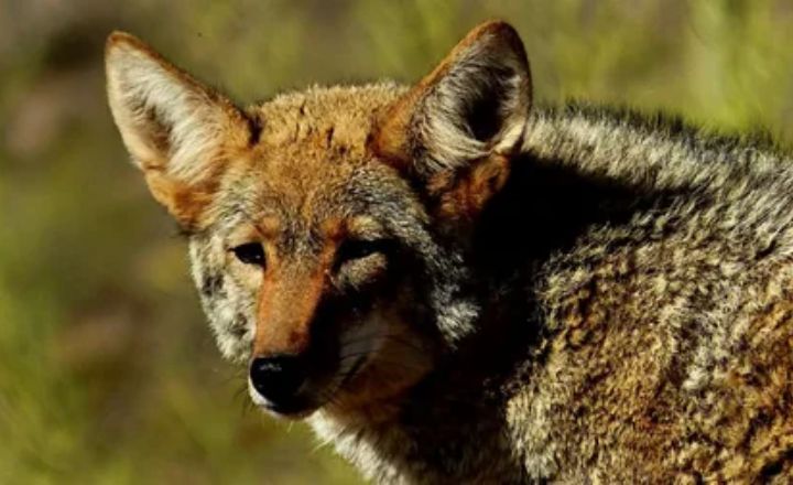 Coyote Dream Interpretation