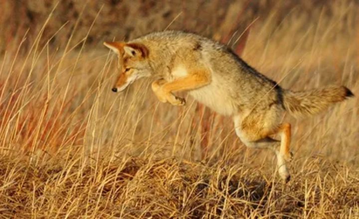 Coyote Spirit Animal