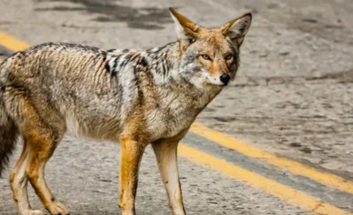 Coyote as Messengers