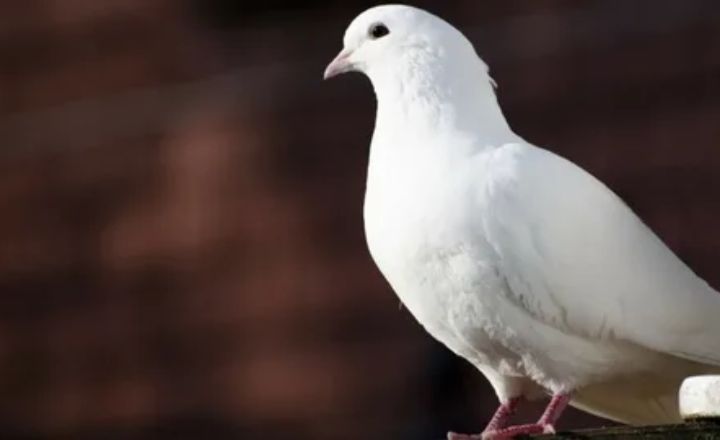 Dreaming of White Pigeon Meaning
