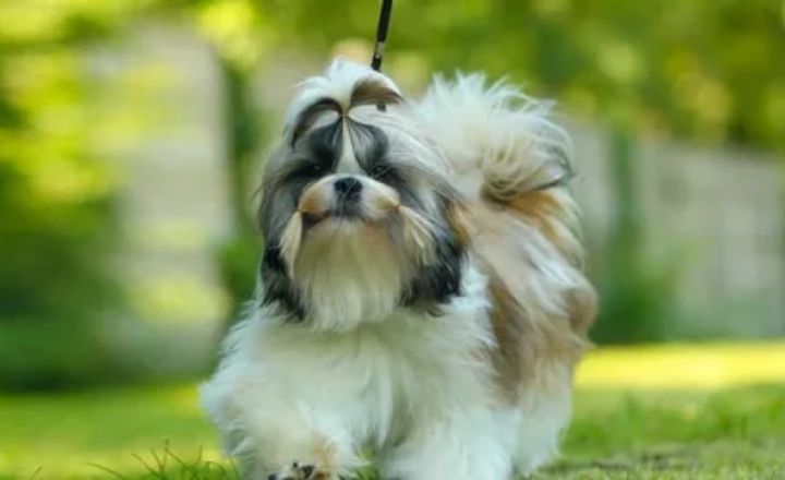 Factors That Will Affect the Cost of Shih Tzu Dogs