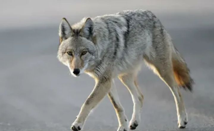 Gray Coyote