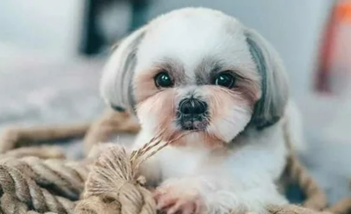 How Much Does a Shih Tzu Cost (2025 Average Pricing Guide)