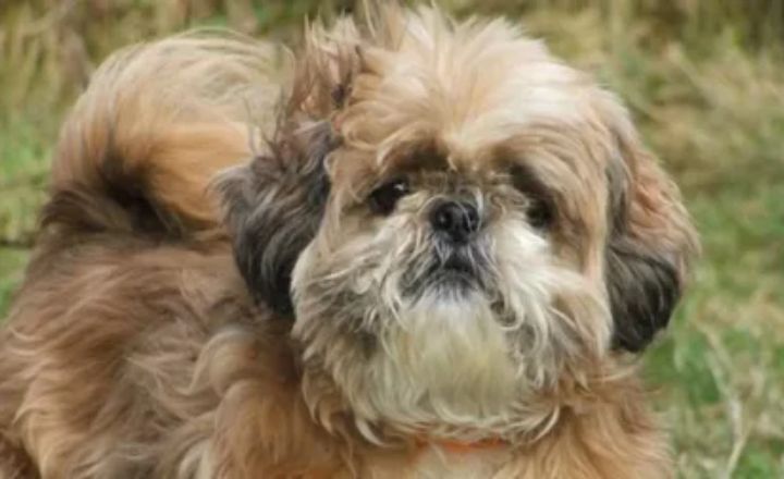 How Much Does a Shih Tzu Cost