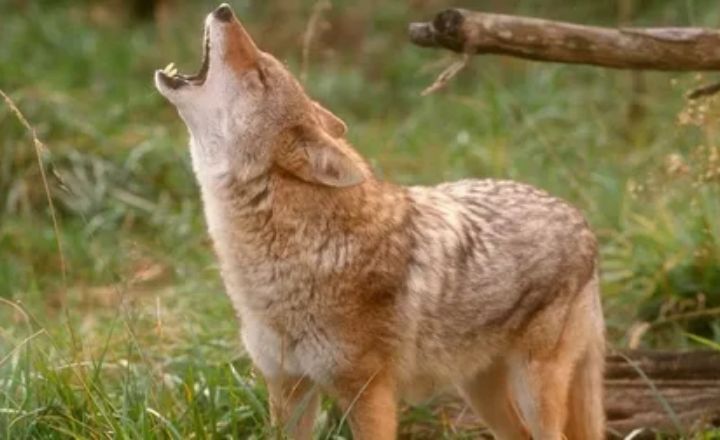 Red Coyote