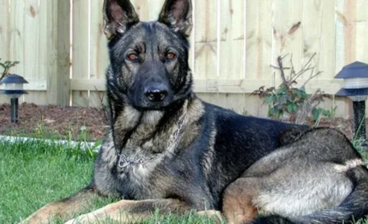 Sable German Shepherd