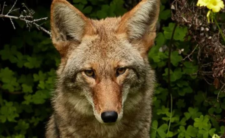 Seeing a Coyote in the Daytime Meaning