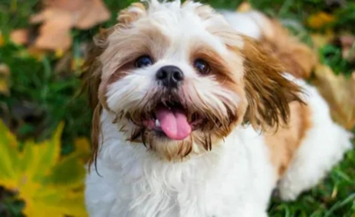 Shih Tzu dog