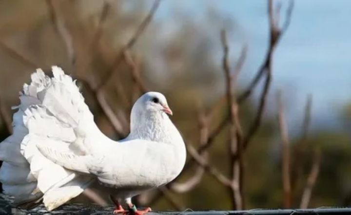 Spiritual Meanings Of Seeing a White Pigeon
