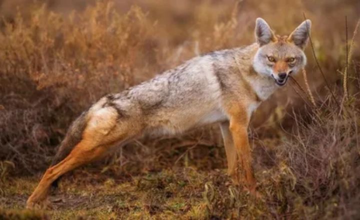 Spiritual Meanings of Seeing A Coyote