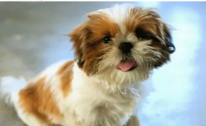 Types of Shih Tzu Breeds