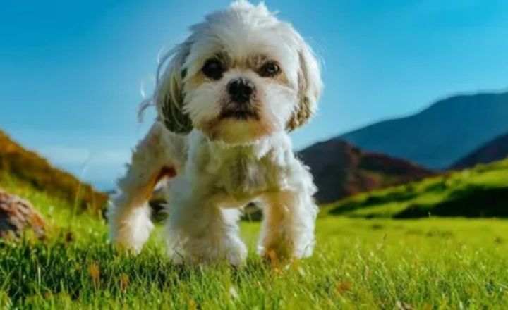 Where to Buy a Shih Tzu Dog
