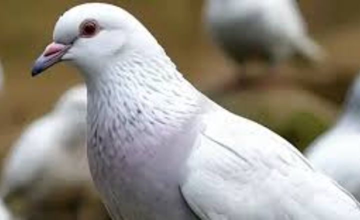 White Pigeon Totem