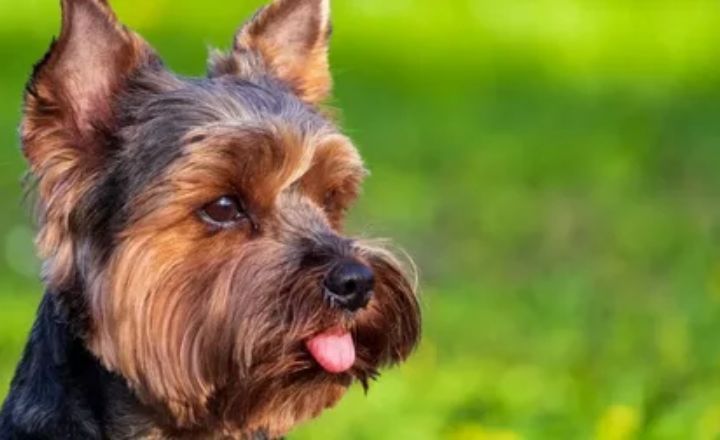 7+ Rarest Yorkie Colors You Must Want to See (With Pictures)