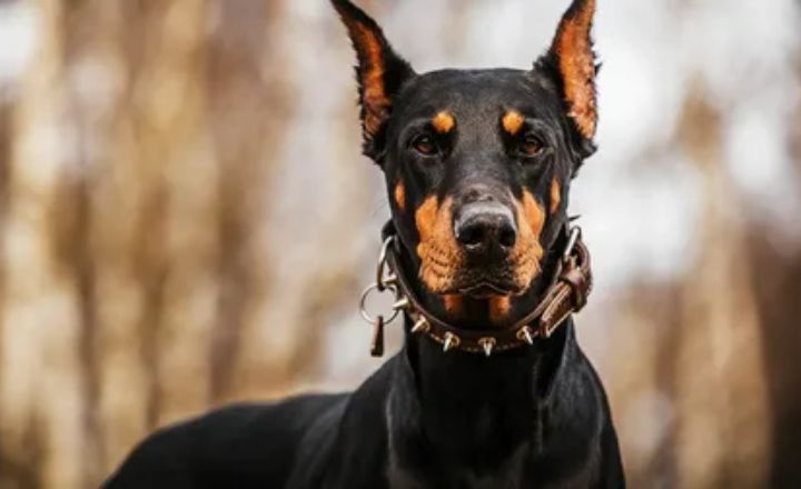 About the Doberman Dog Breed