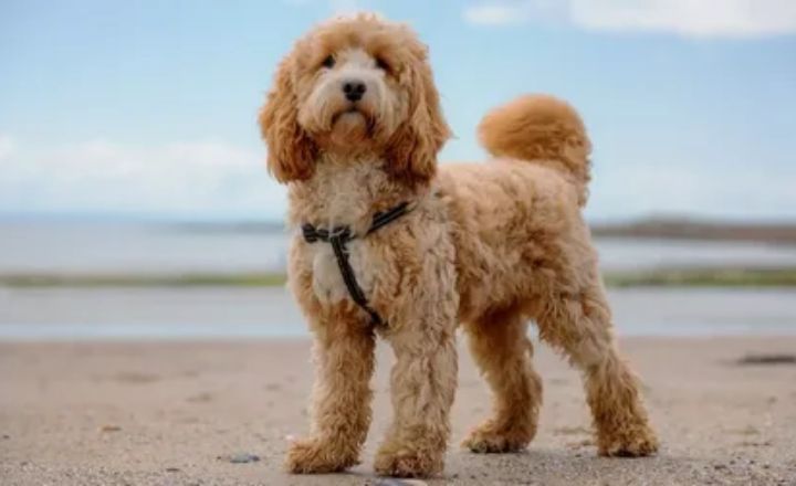 Cockapoo Haircuts Find the Best Grooming Style for Your Dog
