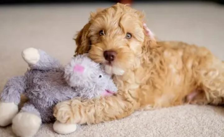 Cockapoo Teddy Bear Cut