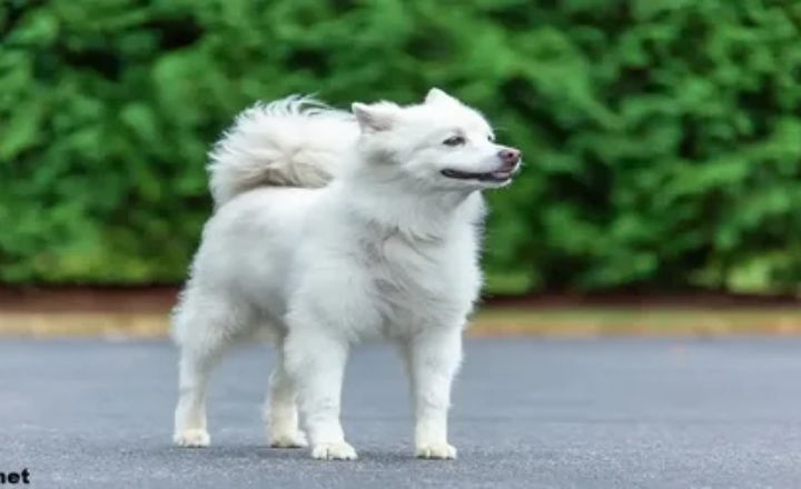 Complete Profile of an Indian Spitz