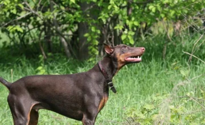 Doberman Pinscher Dog