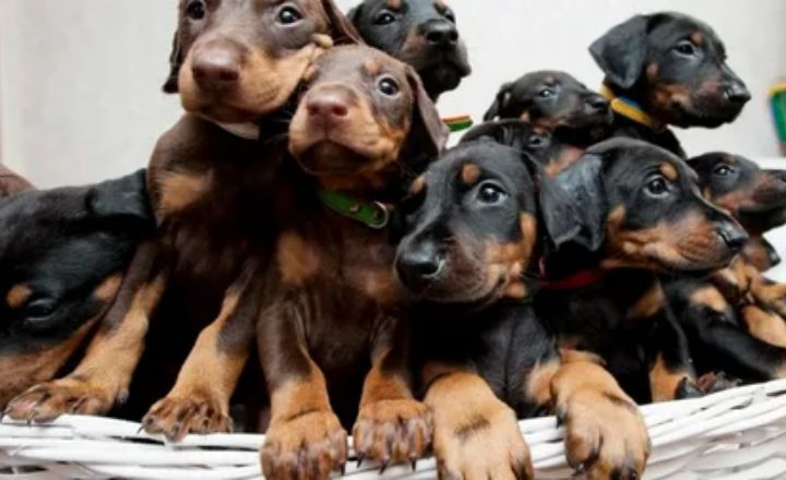 Doberman Pinscher Puppy