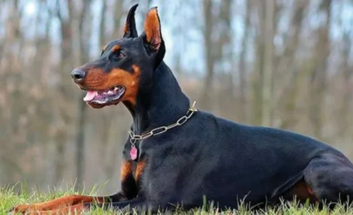How Much Does a Doberman Cost