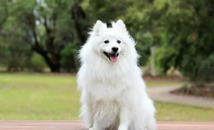 Indian Spitz Dog Breed Temperament, Lifespan, Price & More