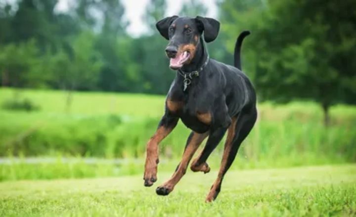 Steps to Adopt a Doberman Dog