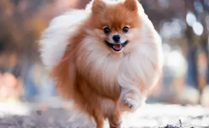 Taking Care of an Indian Spitz Dog